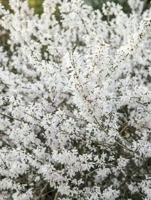 Снежная форзиция в цвету