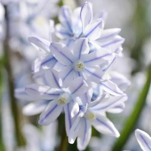 Пушкиния с полосатыми лепестками