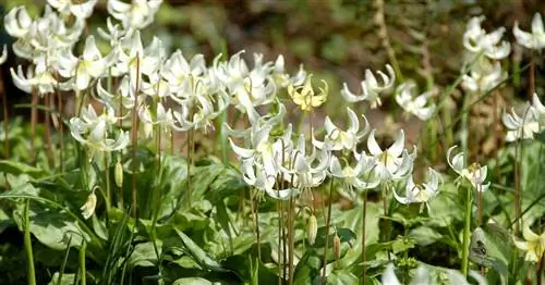 Эти 3 растения очаруют каждый сад в апреле