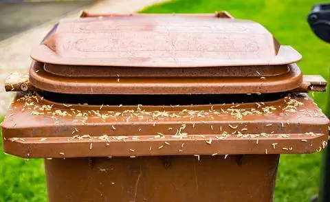 Личинки в компостном ящике