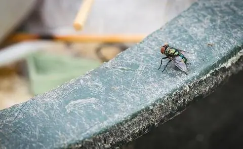 Лети, комнатная муха