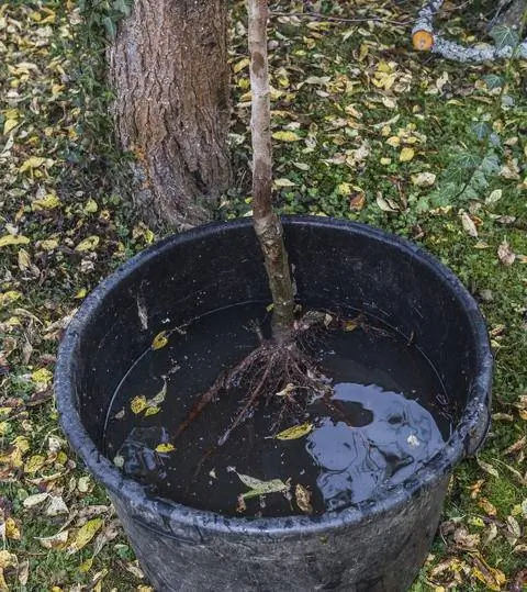Вода с голыми корнями