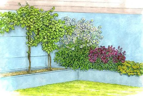 Столовый виноград перед стеной дома и цветущие многолетники на приподнятой грядке