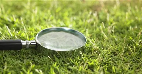 Испытанные смеси семян для газонов