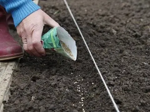 Сеять органические семена