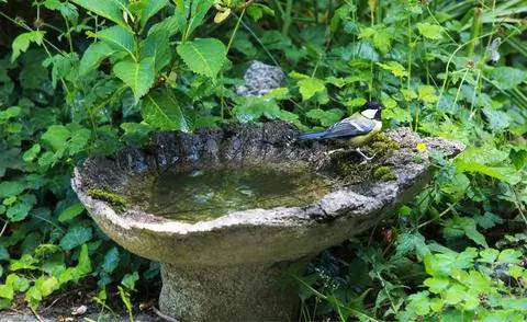 птичья ванна