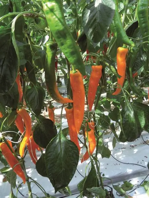 Паприка КОРОНЕР® F1