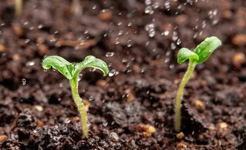 Рассада помидоров