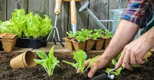 Посев овощей: 3 самые распространенные ошибки