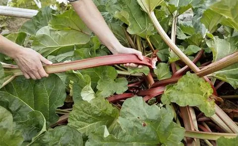 Урожай ревеня