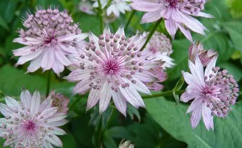 Мастерворс розовый 'Рома'