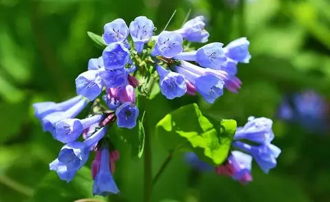Девственные колокольчики (Mertensia virginica)