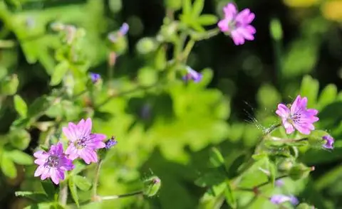 Портулак сибирский