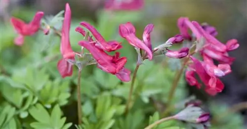 Эти 3 цветущих куста - настоящие советы на апрель