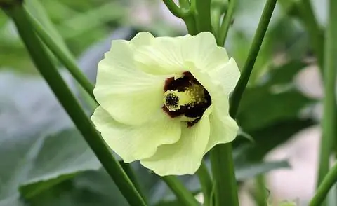 цветок бамии