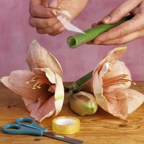 Склейте концы стеблей амариллиса скотчем.