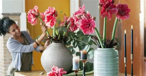 Уход за амариллисом как срезанным цветком