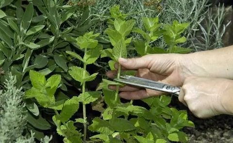 Нарезать лимонную мяту