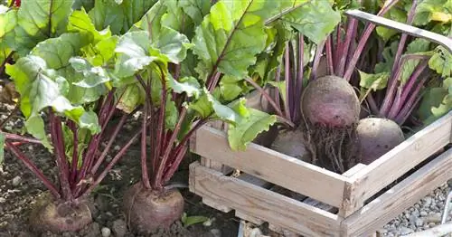 Уборка и консервирование свеклы: 5 проверенных способов