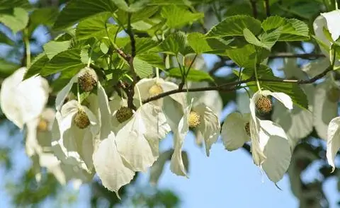 Платочное дерево (Davidia involucrata var. vilmoriniana)