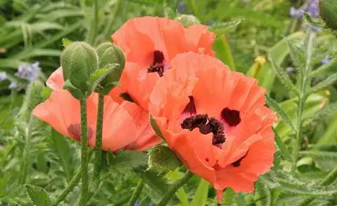Турецкий мак (Papaver orientale)