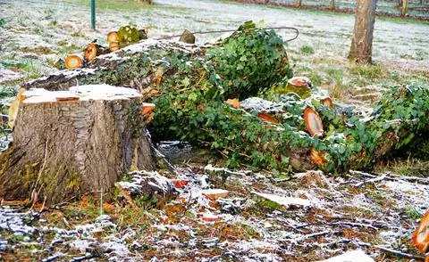 Срубленное дерево с плющом
