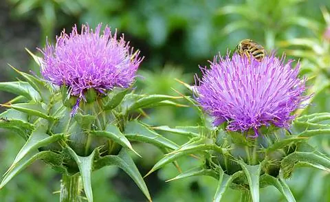 Расторопша пятнистая (Silybum marianum)
