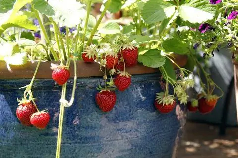 Висячая земляника (Fragaria ananassa) в горшке