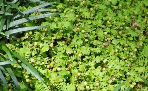 Перистые подушечки, Leptinella dioica 'Minima'