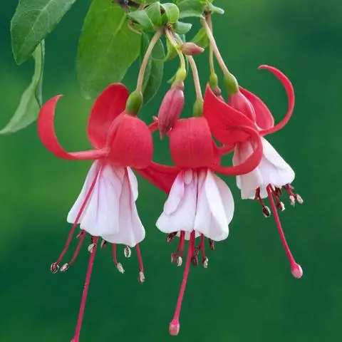 зимостойкая фуксия 'Cardinal Farges'