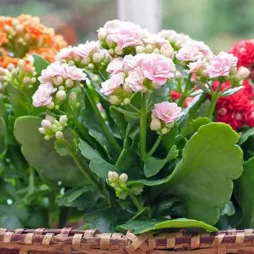 Моллюск Кэтхен - растение короткого дня.