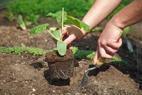 посадить огурец