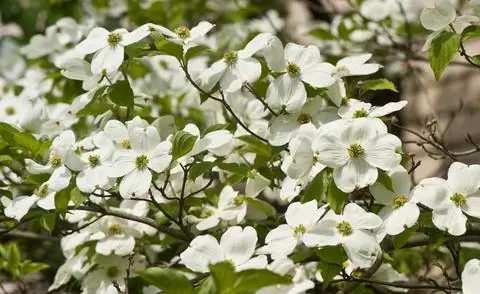 Цветущий кизил (Cornus florida)