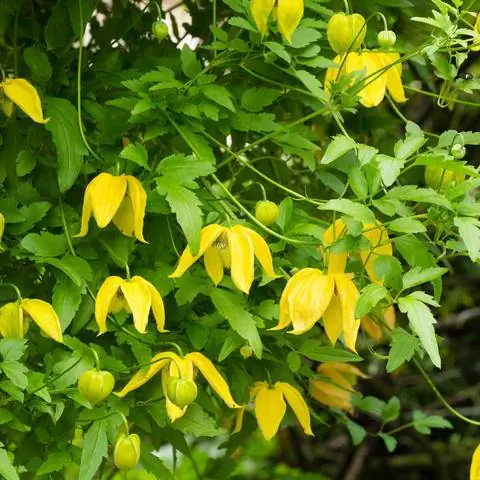 Золотой клематис (Clematis tangutica)