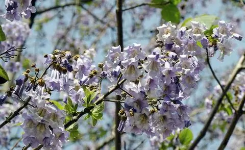 Колокольчик (Paulownia tomentosa) Колокольчик (Paulownia tomentosa)