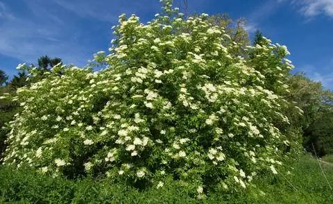 Черный бузина (Sambucus nigra) Черный бузина (Sambucus nigra)