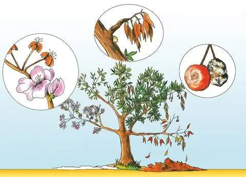 Рисунок монилии кружевной засухи