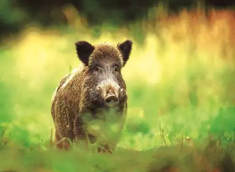 Кабан, самец кабана