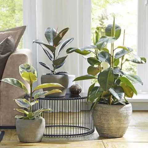Каучуковое дерево (Ficus elastica)