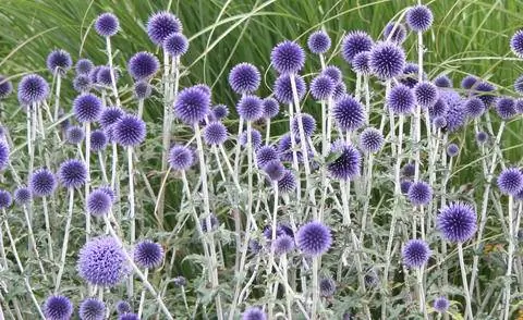 Чертополох шаровидный 'Taplow Blue' (Echinops banaticus)