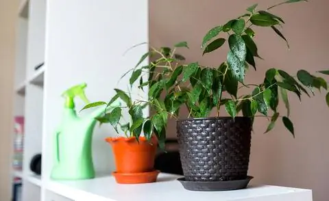 Комнатные растения с подставками