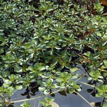 Водяная звезда (Callitriche palustris)