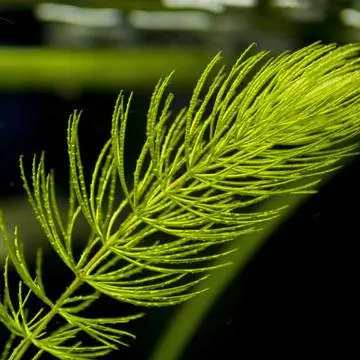 Грубый роговой лист (Ceratophyllum demersum)