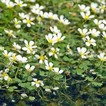 Водяной лютик (Ranunculus aquatilis)