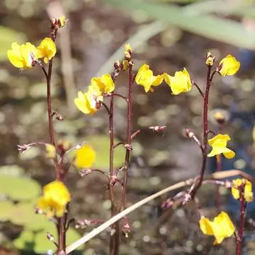 Пузырчатка обыкновенная (Utricularia vulgaris)