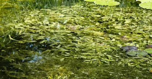 Лучшие подводные растения для садового пруда