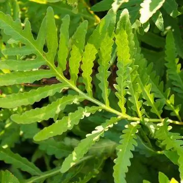 Жемчужный папоротник (Onoclea sensibilis)