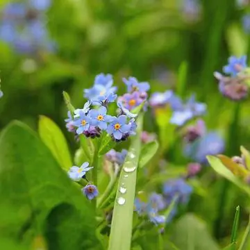 Болотная незабудка (Myosotis palustris)
