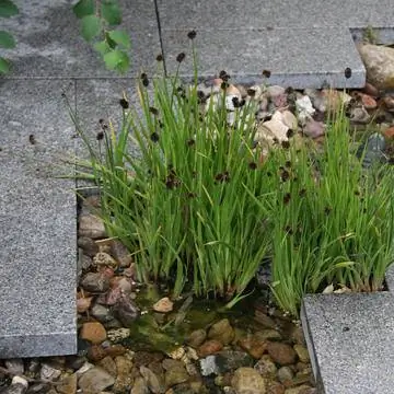 Камыш мечелистный (Juncus ensifolius)