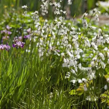 Пушица широколистная (Eriophorum latifolium)